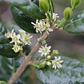 Boldo Árbol Nativo Medicinal - Miniatura 2