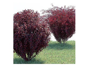 Berberis Grande Arbusto Ornamental