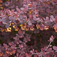 Berberis Grande Arbusto Ornamental - Miniatura 2