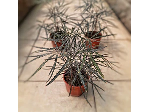Aralia Elegantissima Planta Interior