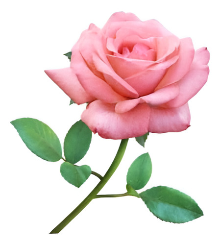 Rosa Rosada Arbusto Ornamental Flor 1