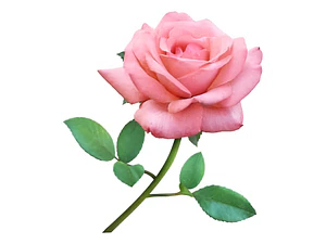 Rosa Rosada Arbusto Ornamental Flor