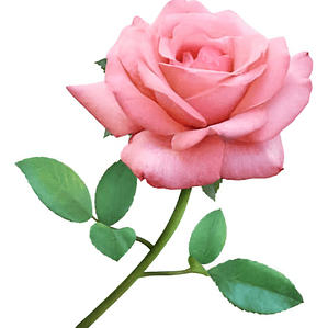 Rosa Rosada Arbusto Ornamental Flor