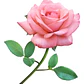 Rosa Rosada Arbusto Ornamental Flor - Miniatura 1