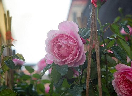 Rosa Rosada Arbusto Ornamental Flor 2
