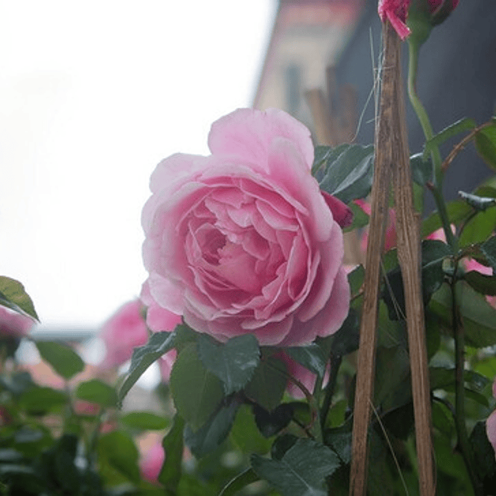 Rosa Rosada Arbusto Ornamental Flor 2