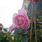 Rosa Rosada Arbusto Ornamental Flor - Miniatura 2