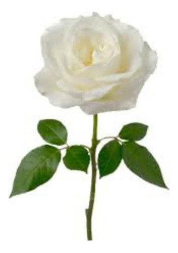 Rosa Blanca Flor Planta Ornamental 1