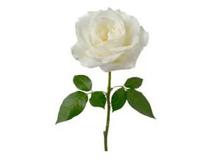 Rosa Blanca Flor Planta Ornamental