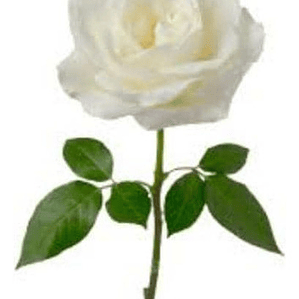 Rosa Blanca Flor Planta Ornamental