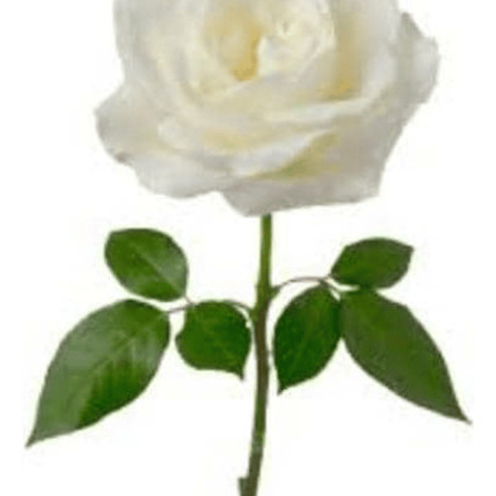 Rosa Blanca Flor Planta Ornamental 1