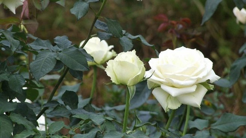 Rosa Blanca Flor Planta Ornamental 2