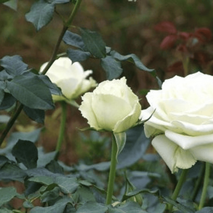 Rosa Blanca Flor Planta Ornamental 2