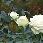 Rosa Blanca Flor Planta Ornamental - Miniatura 2