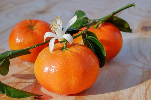 Clementina Clementinero Árbol Frutal Injertado 2