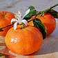 Clementina Clementinero Árbol Frutal Injertado - Miniatura 2