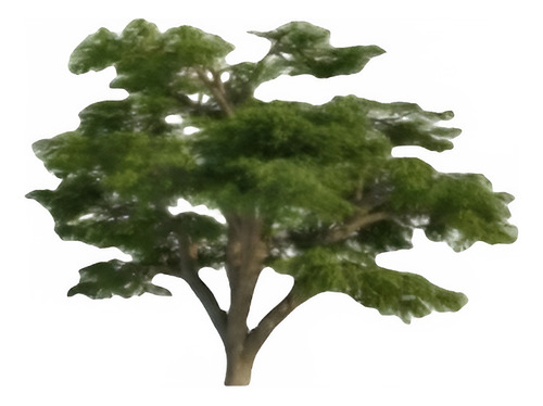 Cedro Del Libano 50 Cm / Cedrus Libani / Árbol Ornamental 1