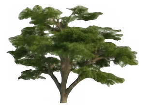 Cedro Del Libano 50 Cm / Cedrus Libani / Árbol Ornamental