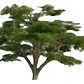 Cedro Del Libano 50 Cm / Cedrus Libani / Árbol Ornamental - Miniatura 1