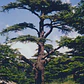 Cedro Del Libano 50 Cm / Cedrus Libani / Árbol Ornamental - Miniatura 2