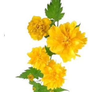 Querría Kerria Japónica Grande 1,5 Mt Flor Árbol Ornamental