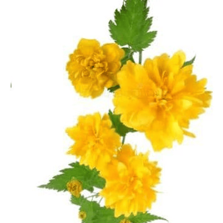 Querría Kerria Japónica Grande 1,5 Mt Flor Árbol Ornamental 1