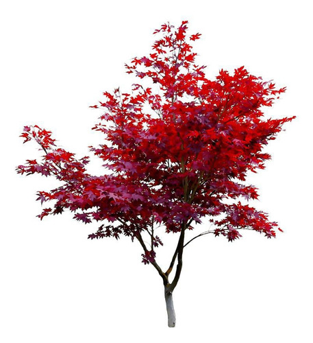 Acer Japónico / Árbol / Planta Ornamental 1