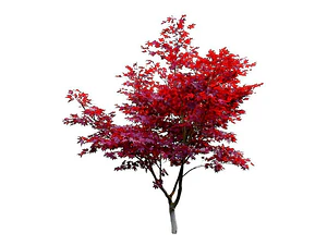Acer Japónico / Árbol / Planta Ornamental