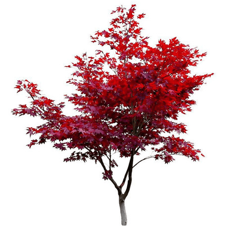 Acer Japónico / Árbol / Planta Ornamental 1