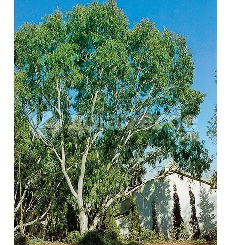 Eucalipto / Eucalyptus / Árbol Ornamental - Medicinal  1
