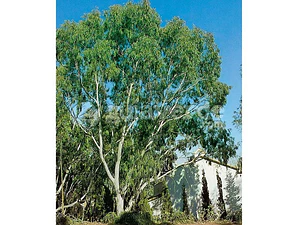Eucalipto / Eucalyptus / Árbol Ornamental - Medicinal 