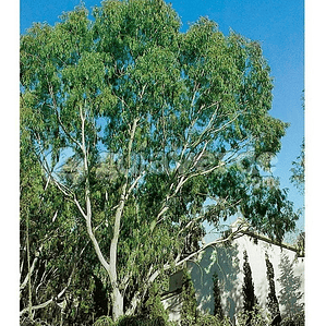 Eucalipto / Eucalyptus / Árbol Ornamental - Medicinal 