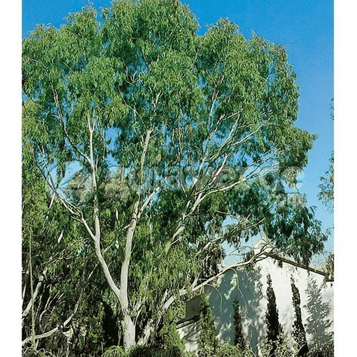 Eucalipto / Eucalyptus / Árbol Ornamental - Medicinal  1