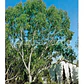 Eucalipto / Eucalyptus / Árbol Ornamental - Medicinal  - Miniatura 1