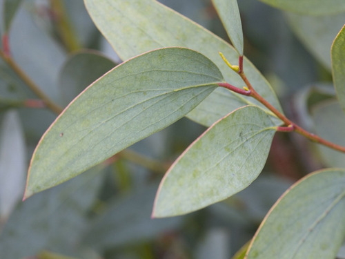 Eucalipto / Eucalyptus / Árbol Ornamental - Medicinal  2