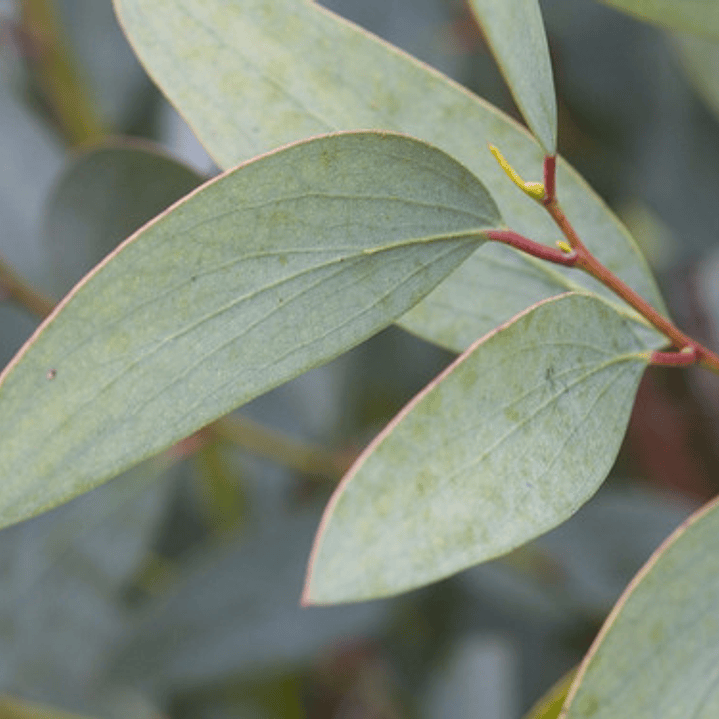 Eucalipto / Eucalyptus / Árbol Ornamental - Medicinal  2