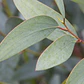 Eucalipto / Eucalyptus / Árbol Ornamental - Medicinal  - Miniatura 2