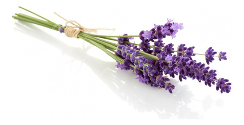 Lavanda Inglesa Planta Arbusto Ornamental 1
