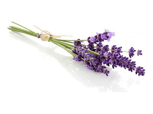 Lavanda Inglesa Planta Arbusto Ornamental