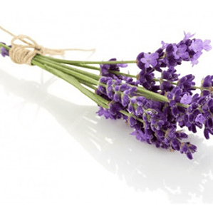 Lavanda Inglesa Planta Arbusto Ornamental