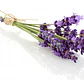 Lavanda Inglesa Planta Arbusto Ornamental - Miniatura 1