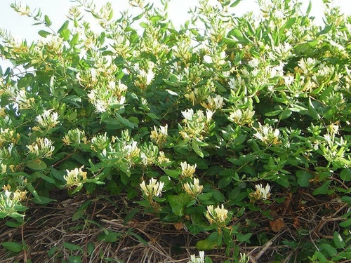 Madre Selva Lonicera Trepadora Ornamental Perfumado 1