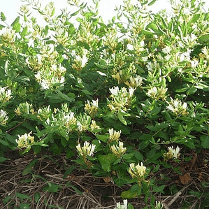 Madre Selva Lonicera Trepadora Ornamental Perfumado