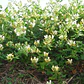 Madre Selva Lonicera Trepadora Ornamental Perfumado - Miniatura 1