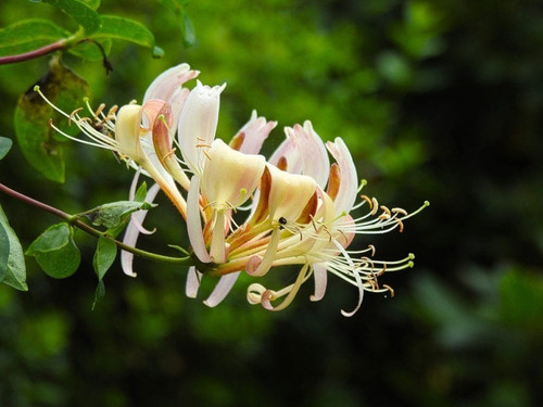 Madre Selva Lonicera Trepadora Ornamental Perfumado 2