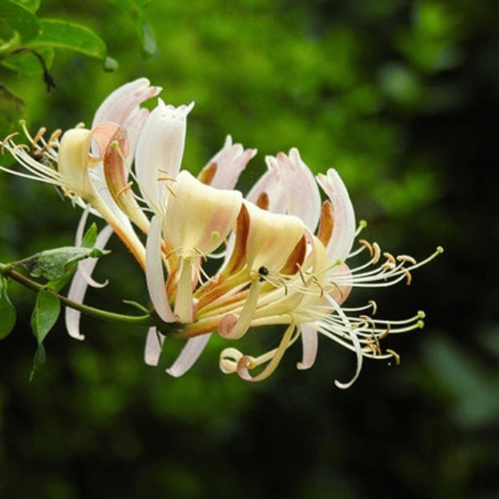 Madre Selva Lonicera Trepadora Ornamental Perfumado 2