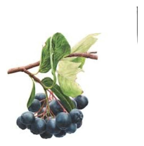 Maqui / Aristotelia Chilensis Árbol Frutal 1