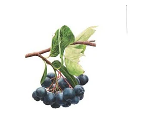Maqui / Aristotelia Chilensis Árbol Frutal