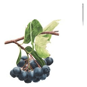 Maqui / Aristotelia Chilensis Árbol Frutal