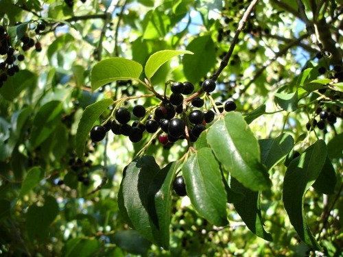 Maqui / Aristotelia Chilensis Árbol Frutal 2